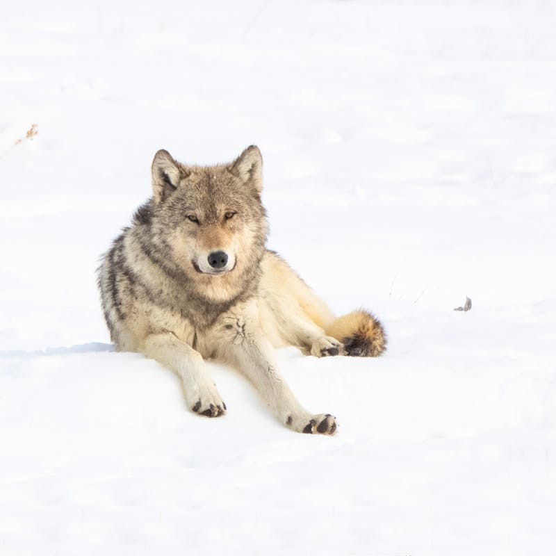 2021.03.27 - Gray Wolf Laying in Snow - Yellowstone National Park - Wyoming - John Morrison